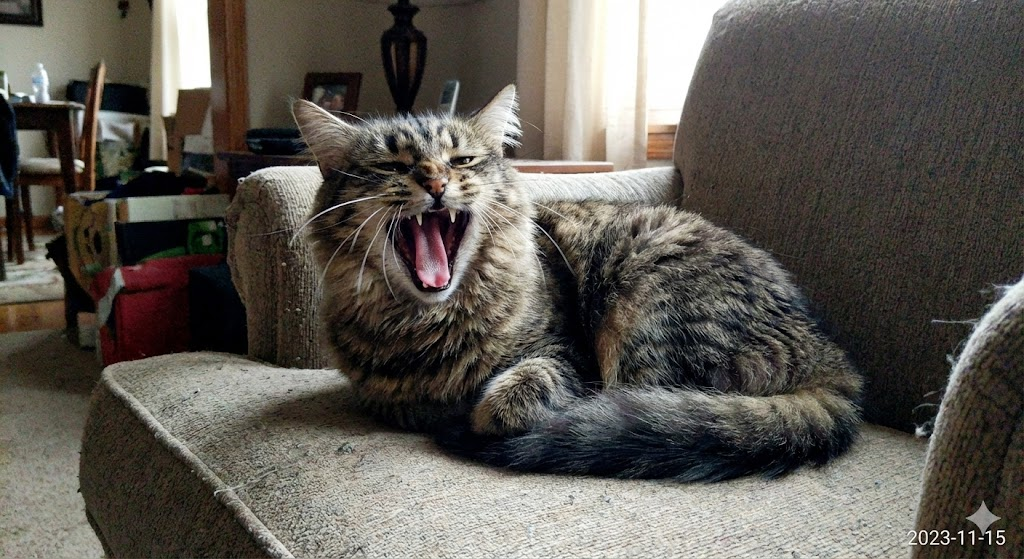 블로그 주인의 의도를 담아 AI로 생성된 고양이가 하품하는 이미지